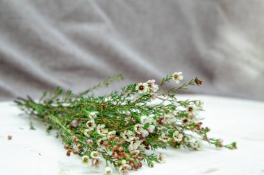 Dal chameleration çiçek bir ışık ve gri arka plan, kopya alanı