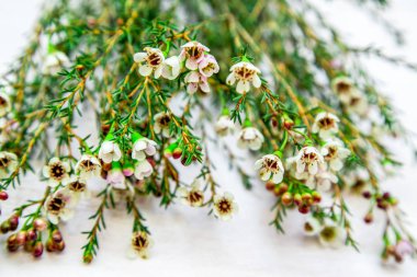 chamelacium white flowers on a light background close-up clipart