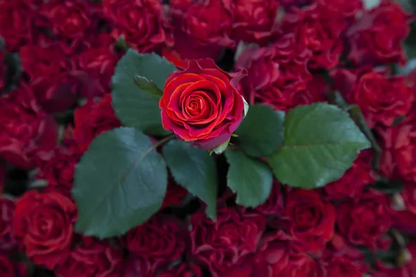 Friss Vörös Rózsa Más Rózsák Levelek Háttér — Stock Fotó