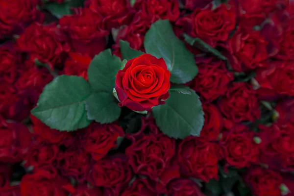 Rosa Roja Fresca Sobre Otras Rosas Hojas Antecedentes —  Fotos de Stock