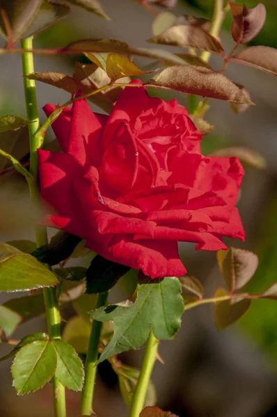 Ανθίζοντας Κόκκινα Τριαντάφυλλα Στον Κήπο — Φωτογραφία Αρχείου