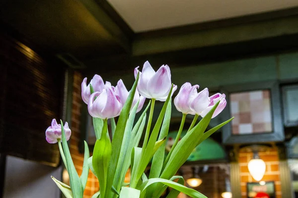 lilac tulips in the interior of a cafe, restaurant, house)