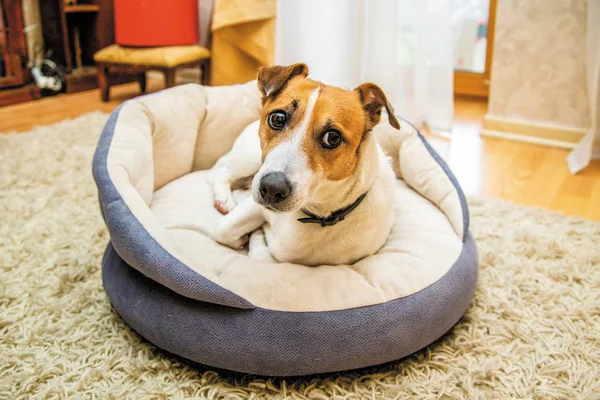 Sevimli köpek Jack Russell yalan evde dinlenirken onun soba bankta uyandı