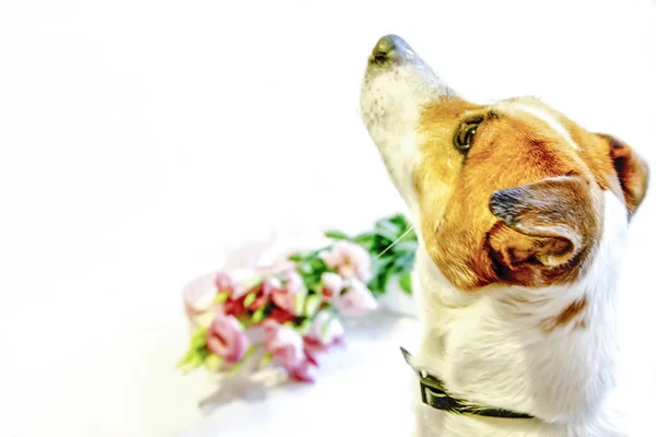 Собака Джек Рассел Упавшие Цветы Белом Фоне — стоковое фото