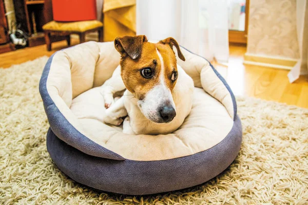 Sevimli köpek Jack Russell yalan evde dinlenirken onun soba bankta uyandı