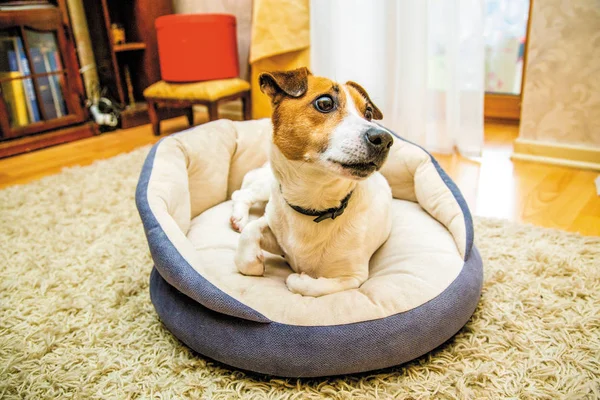 Sevimli köpek Jack Russell yalan evde dinlenirken onun soba bankta uyandı