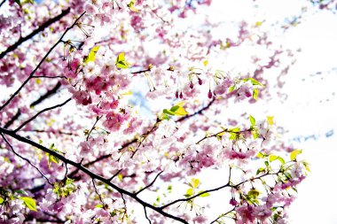 Japon kiraz güzel çiçekli dalları (Sakura)