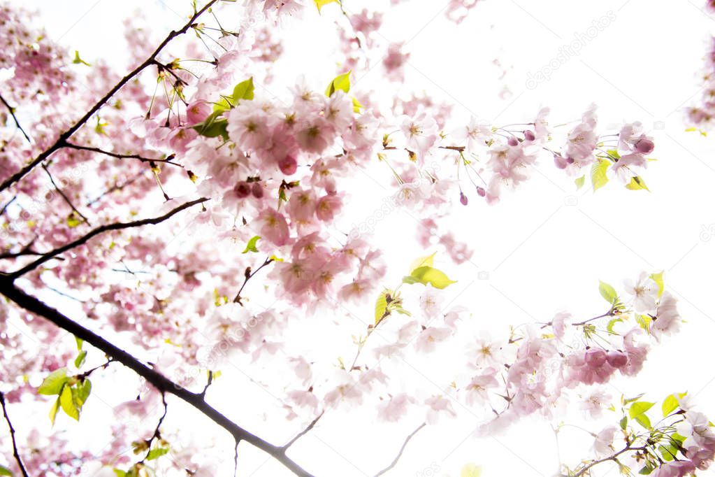 Beautiful flowering branches of Japanese cherry (Sakura)