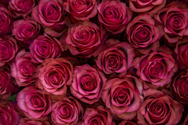 布什的酒红色玫瑰花背景纹理过滤 — 图库照片