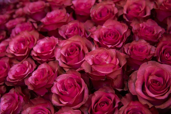 Bush de rosa borgoña flores fondo textura filtrada — Foto de Stock