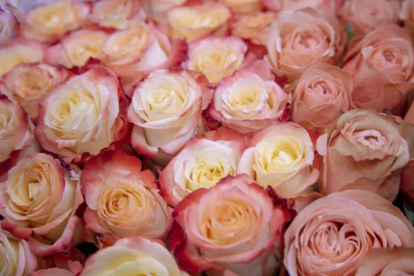 Strauch von Rosenblüten Hintergrund Textur gefiltert, Kopierraum — Stockfoto