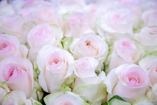 Blurred de rosas dulces de color blanco-rosa en estilo pastel en suave — Foto de Stock