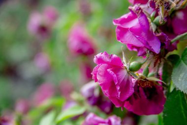 Bahçede çiçekli pembe güller.arka plan, kopya alanı.
