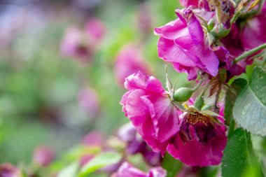 Bahçede çiçekli pembe güller.arka plan, kopya alanı.