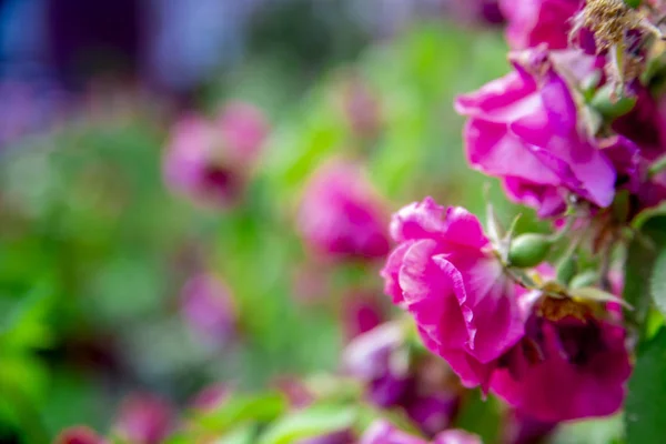 Flowering pink roses in the garden.background, copy space. — Stock Photo, Image