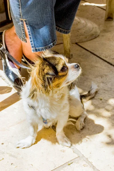 Little Dog Kavaler King Charles Spaniel zit aan de voeten van haar — Stockfoto