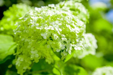 Bahçede dekoratif beyaz ağaç benzeri ortanca