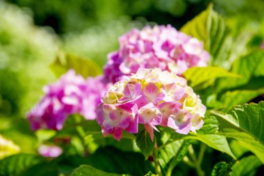 Güneşli bir günde parkta Ortanca pembe macrophylla, yaz