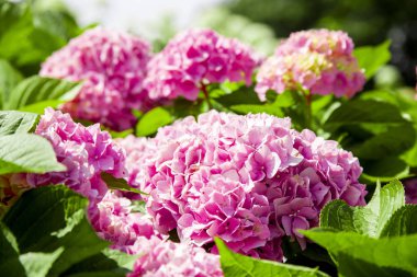 Güneşli bir günde parkta Ortanca pembe macrophylla, yaz