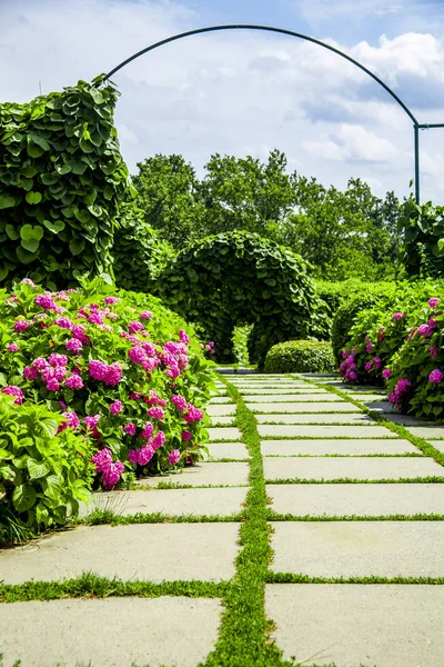 Hortenzia rózsaszín makrophylla a parkban napsütéses napon, nyáron — Stock Fotó