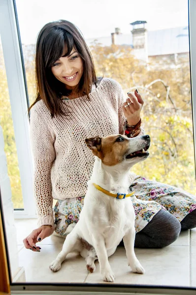 Bella donna con i capelli scuri contro una finestra si siede sul pavimento con una razza di cani Jack Russell, umore autunnale — Foto Stock