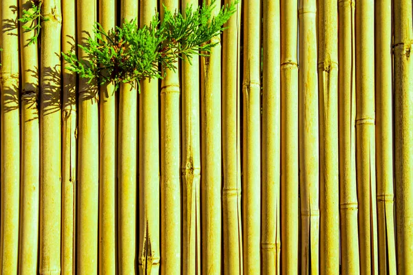Gul Bakgrund Bambu Staket Och Grönt Löv Närbild Konsistens Traditionell — Stockfoto