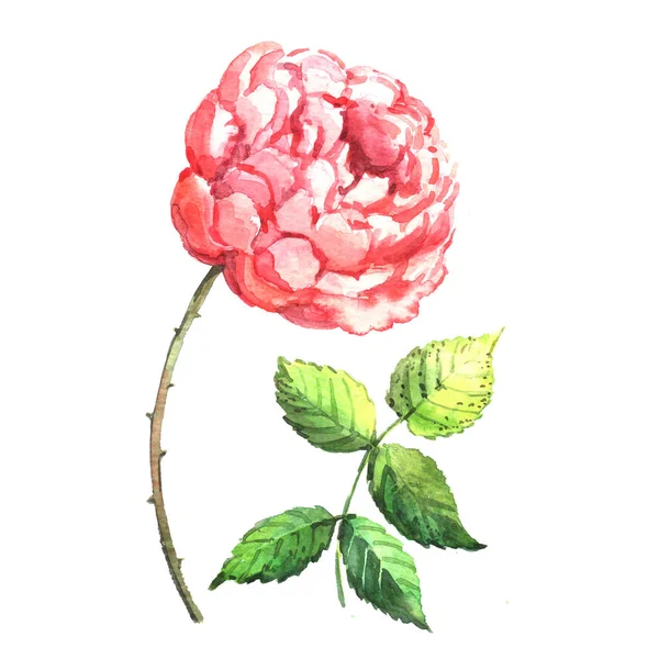 Aquarell Illustration Einer Rose — Stockfoto