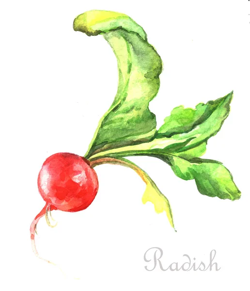 Watercolor Illustration Radish — Stock Photo, Image