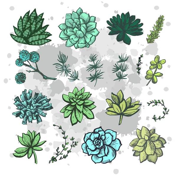 Modello Grafico Succulente Colorate — Vettoriale Stock