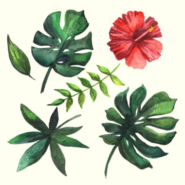 Beyaz zemin üzerine suluboya tropikal bitki