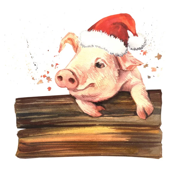 水彩搞笑新年猪在圣诞老人的帽子 原始水彩画 — 图库照片