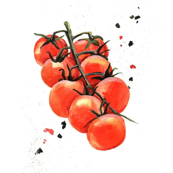 Aquarelle Croquis Tomates Isolées Sur Fond Blanc — Photo