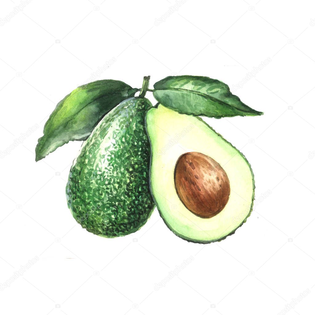 Watercolor Sketch Avocado isolated on white background