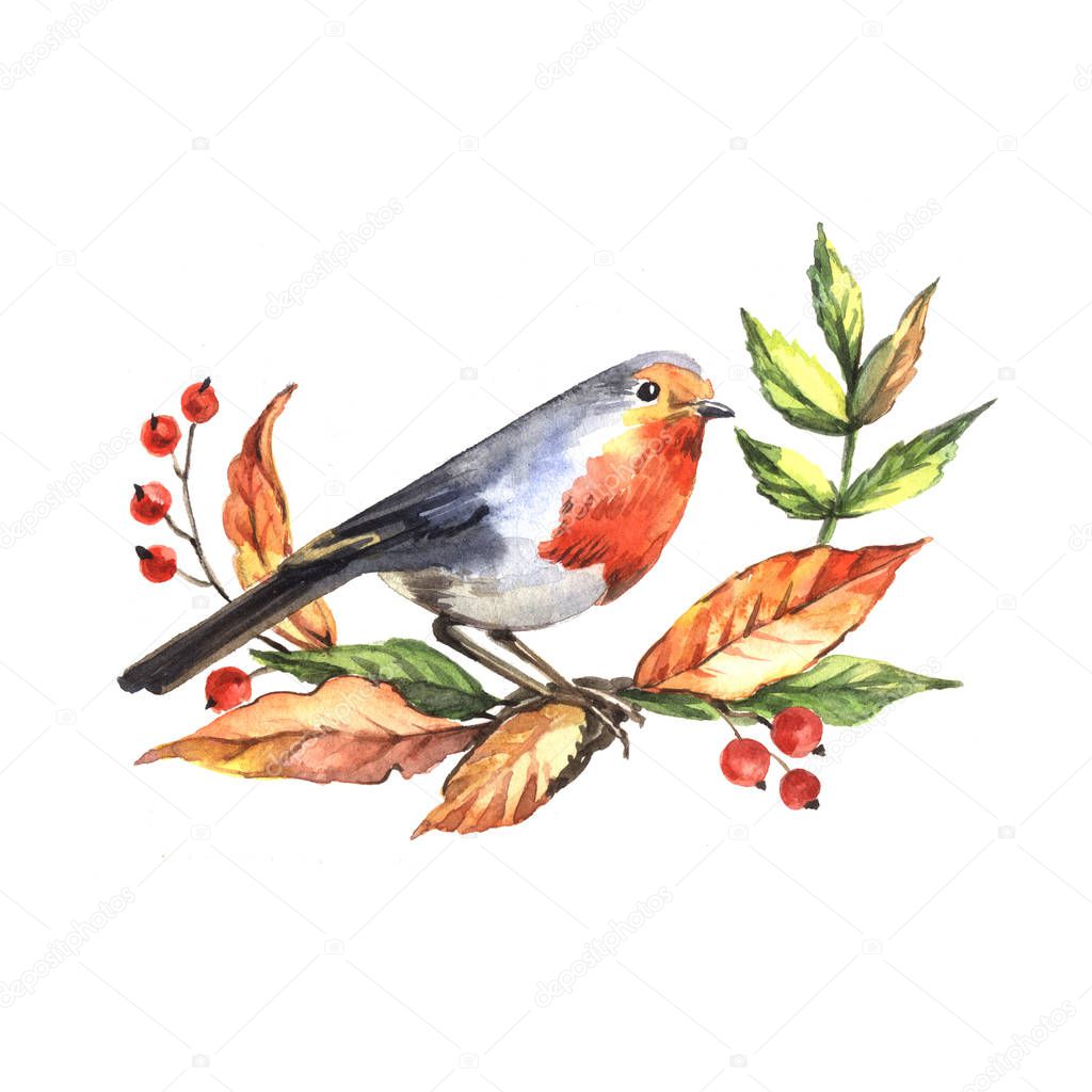 Redbird with leaves and berries. Real watercolor. A sketch of the bird. Decorative element for the design of postcards, advertisements and invitations.