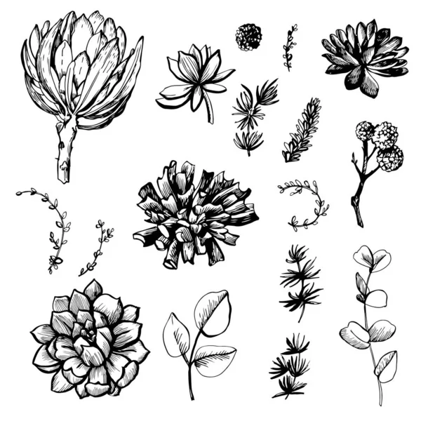 Composición Gráfica Con Protea Suculentas — Vector de stock