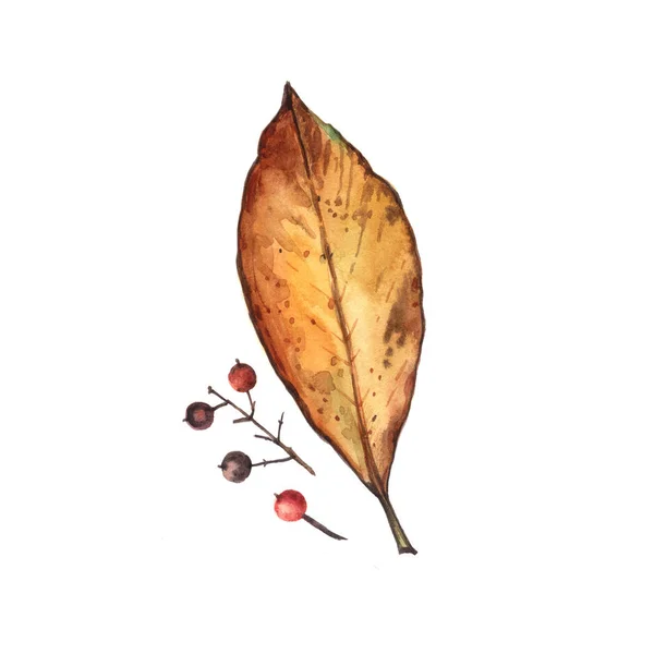 Watercolor Autumn Leaf Vector Illustration — ストック写真