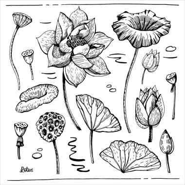 Grafiksel Lotus vektör çizimi
