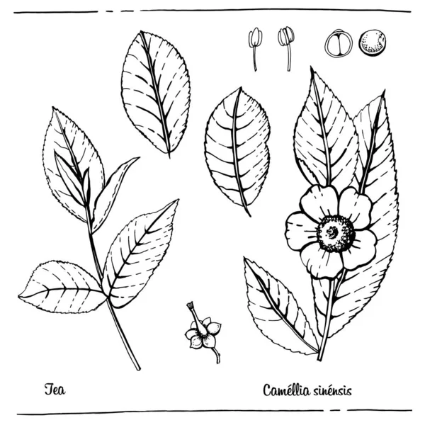 Grafische Botanische Illustratie Thee — Stockvector