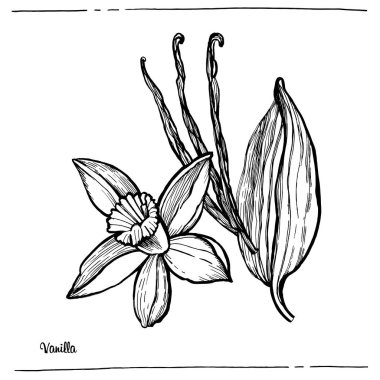 Grafik illüstrasyon Vanilya vektörü