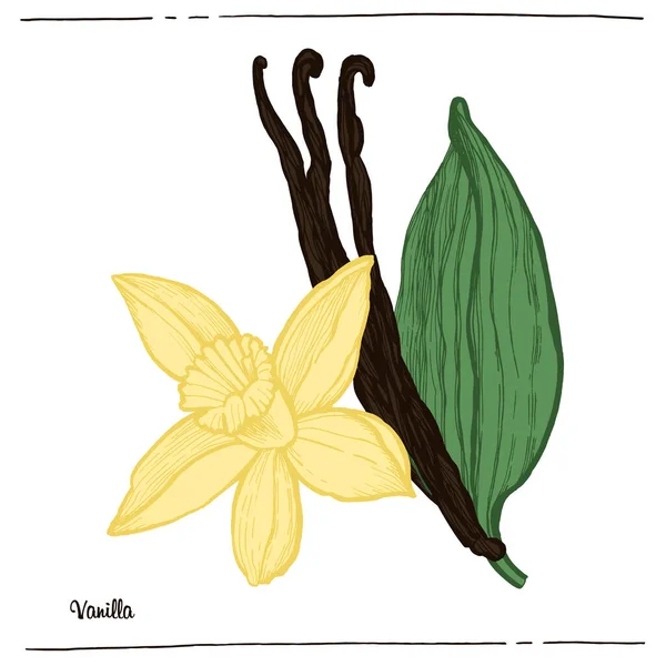 Графическая Цветная Иллюстрация Vanilla — стоковый вектор