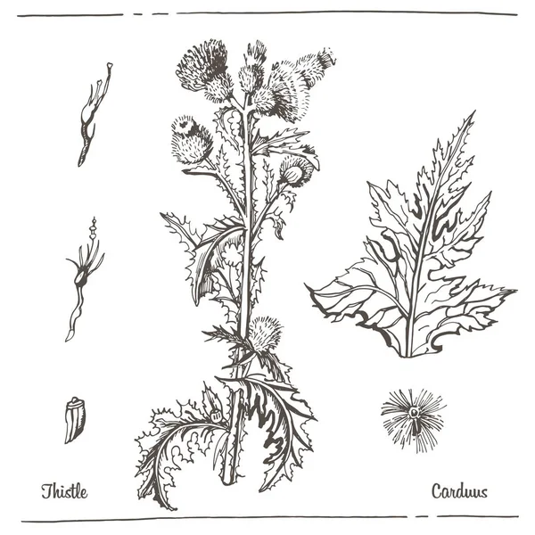 Grafisk Illustration Thistle Vektor — Stock vektor