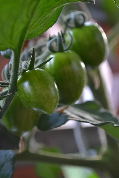 Tomaten Noch Gruen Aber Careca Leuchtend Rot — Fotografia de Stock