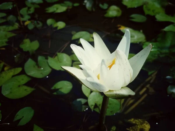 Lotus flower in the bath