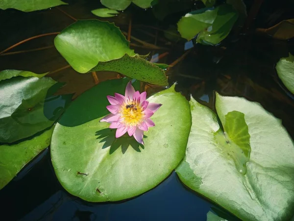 Lotus flower in the bath