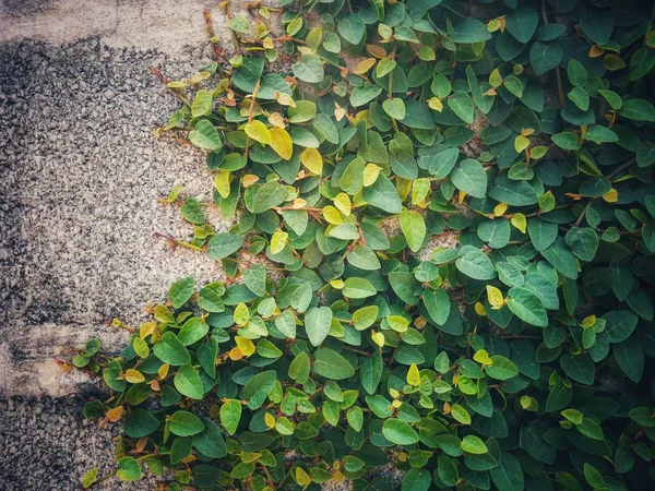 Abstrakte Blätter — Stockfoto