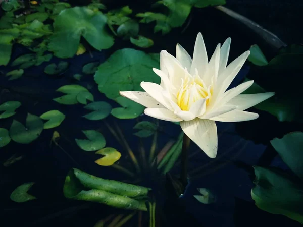 Lotus flower in the bath