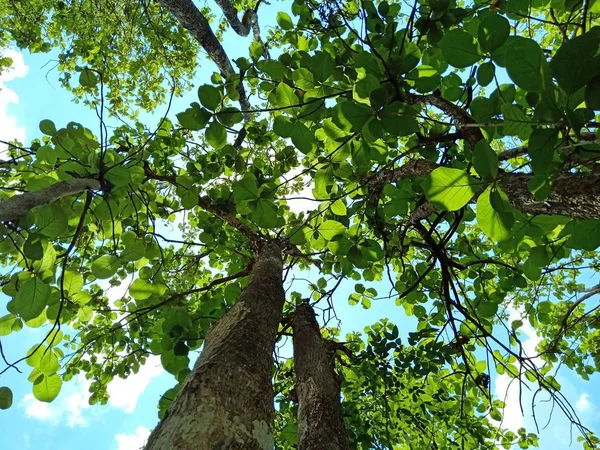 Elevación del árbol — Foto de Stock