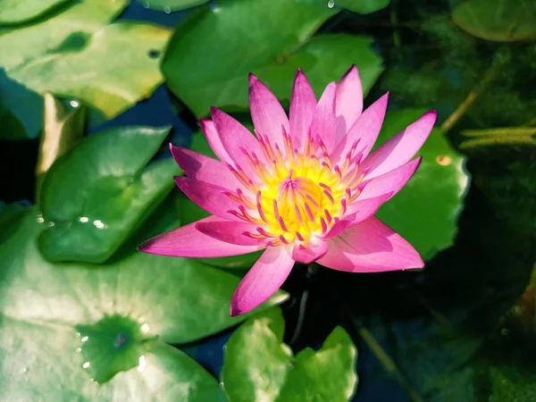 Lotus flower in the bath