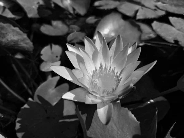 Fiore di loto nel bagno — Foto Stock