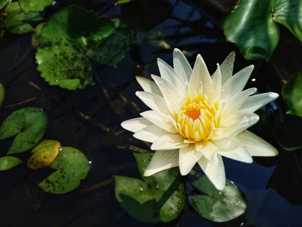 Lotus flower in the bath